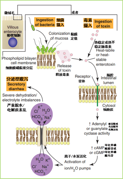 腹泻.png